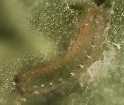 Réf. 264 297 : Cacyreus marshalli